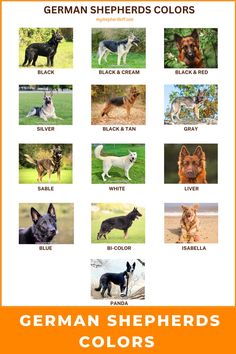 german shepherds color chart for dogs with different breeds and colors on them, including black and