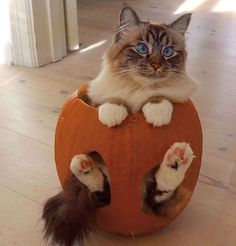 a cat sitting on top of a pumpkin with its paws in the hole and eyes wide open