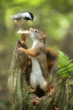 a small bird perched on top of a tree stump with a squirrel standing on it's hind legs