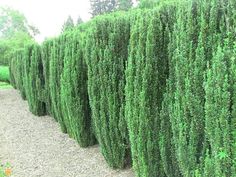 a row of green bushes next to a gravel road in the middle of a park