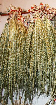 several bundles of dried grass hanging on a wall