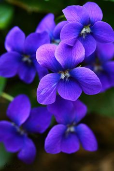 purple flowers with green leaves in the background