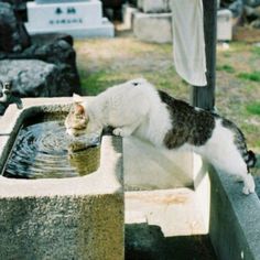 a cat drinking water out of a fountain