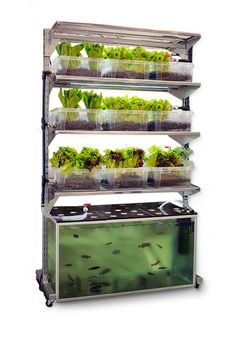 an aquarium filled with plants and fish in plastic containers next to a metal shelf on wheels