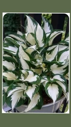 a potted plant with white and green leaves in it sitting on a chair rail