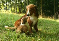 a dog and cat are sitting in the grass with words that read, you mean some day i'll'll be big like you?