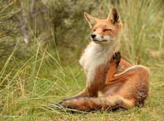 a red fox sitting in the grass with its eyes closed