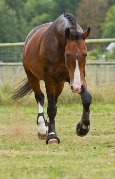 a brown and white horse walking across a lush green field