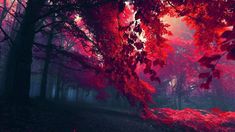 a red forest filled with lots of trees