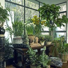 a room filled with lots of different types of plants and potted plants in front of large windows