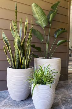 three large potted plants sitting on top of a stone floor next to a house