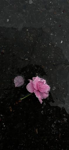 a single pink flower floating on top of a body of water with drops of water around it