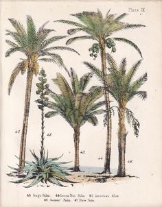 a drawing of three palm trees with green leaves on the top, and one tree in the middle