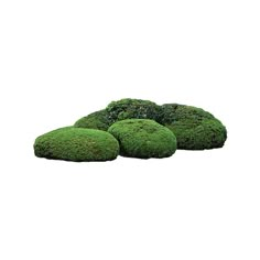 three green rocks covered in moss on a white background