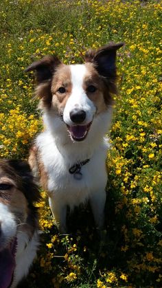 two brown and white dogs standing on top of a grass covered field next to yellow flowers