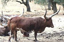 two bulls are standing in the dirt near some trees and other animals that are laying down on the ground