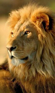 a close up of a lion's face with the sun shining down on it