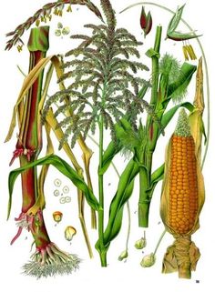 an illustration of corn on the cob and other plant life, with leaves and flowers