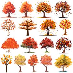 an image of different trees in the fall