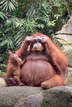 an adult oranguel and baby sit on some rocks