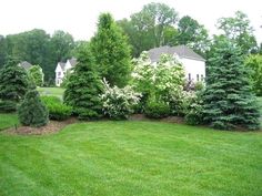 a yard with lots of trees and bushes