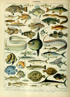 an old book with different types of fish