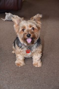 a small brown and black dog sitting on the floor