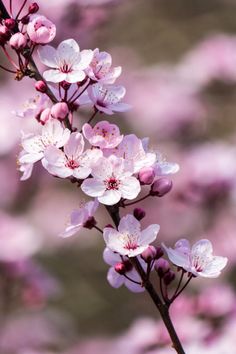 Peach Blossom Flower, Cherry Blossom Wallpaper, Beautiful Flowers Photography, Cherry Blossom Tattoo, Cherry Blossom Art, Sakura Flower, Sakura Cherry Blossom, Wallpaper Nature Flowers, Blossoms Art