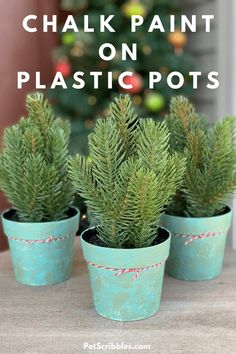 three potted plants sitting on top of a wooden table next to a christmas tree