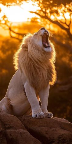 a lion yawns while sitting on top of a rock in front of the sun