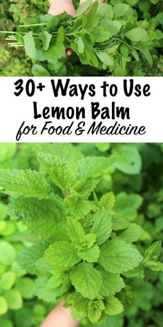 lemon balm with the words 30 ways to use lemon balm for food's medicine