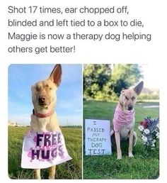 two dogs wearing sweaters and one has a sign that says,'shot 17 times, ear chopped off, blinded and left tied to a box to a box to die, maggie is now a therapy dog helping others get better