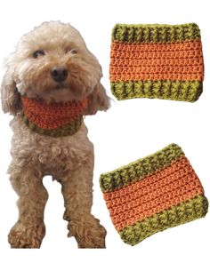 a small dog wearing an orange and green crochet scarf with matching wrist warmers