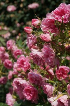 pink flowers are blooming in the garden