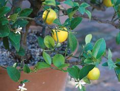 the lemon tree is full of fruit and ready to be picked into the bush or planter