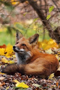 a red fox laying on top of leaf covered ground