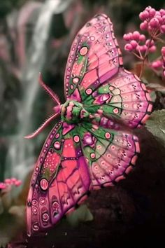 a pink and green butterfly sitting on top of a flower next to a water fall