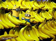 many bunches of bananas are lined up on the shelf in front of each other