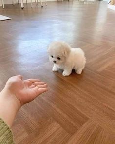 a small white dog sitting on top of a hard wood floor next to someone's hand