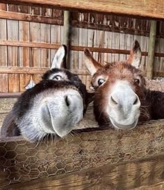 two donkeys sticking their heads over a fence