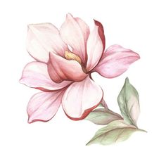 a pink flower with green leaves on a white background, watercolor painting stock photo