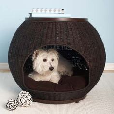 a small white dog sitting in a black pet bed next to two dices on the floor