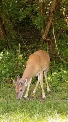 a deer grazing in the grass near some trees