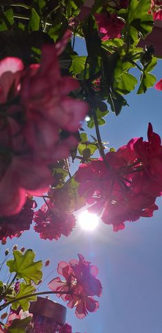 the sun shines brightly through some pink flowers