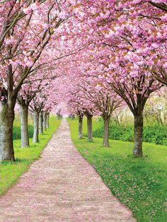 Cherry Blossom Path Photography Backdrop - Photography backdrop featuring a beautiful cherry blossom path with blooming pink trees and a petal-covered walkway Portable Backdrop, Cherry Blossom Print, Paper Backdrop, Printed Backdrops, Studio Setup, Pink Petals, Cherry Blossom Tree, Pink Blossom, Photography Backdrop