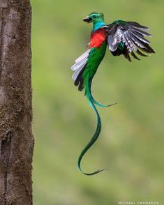 a bird that is flying next to a tree