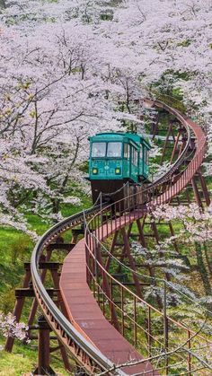 a green train traveling down tracks next to trees with white blossoms on the ground and in the background