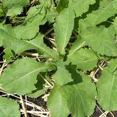 Medicinal Wild Plants, Medicinal Weeds, Saving Seeds, Natural Pain Killers, Wild Lettuce, Lettuce Seeds, Medicinal Herb, Herbal Plants