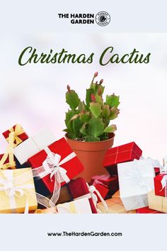 a potted plant sitting on top of a pile of wrapped presents with the words christmas cactus