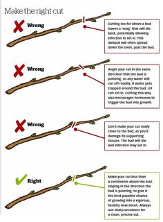 how to make the right cut for a tree branch with two different types of branches